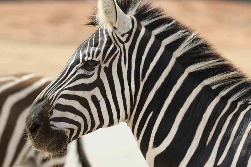 Safari Workouts